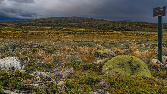 Typical vegetation of southern Patagonia. Stunted bushes and grass grow on stony soil. A sign with the name of the plant is installed next to the yareta Azorella compacta, endemics of South America.