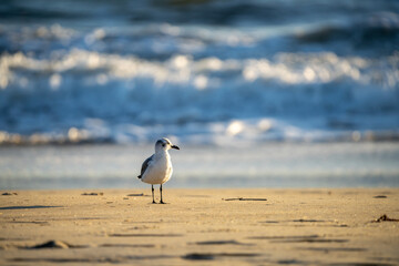 Seagull on the beach in the morning.