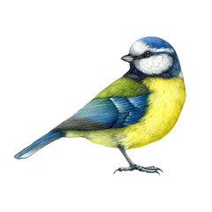 Obraz premium Blue tit bird vintage style watercolor painted illustration. Hand drawn cute tiny titmouse with yellow and blue feathers. Small song backyards bird side view element. Blue tit on white background