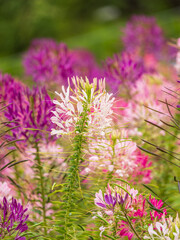 Group of purple and red Cleome hassleriana flowers or Spinnenblume or Cleome spinosa is on a green blurred background