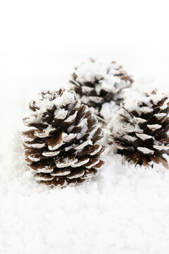 Pine cones and festive star in the snow 
