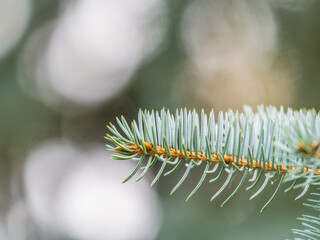 Branches of blue spruce with needles in the sunset light. The blue spruce, Colorado spruce, or Colorado blue spruce, with the Latin name Picea pungens.