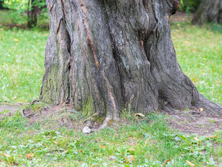 Selective focus of tree base on the green meadow, Detail of cracked thick tree trunk bark in the park