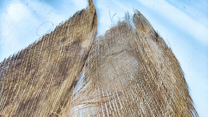 Fototapeta premium Brown dry palm tree trunk from jungle with interesting texture, background, details. Abstract background, frame and copy space