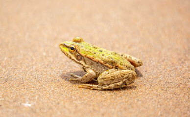 The frog sits on the sand on the shore of the lake. Beautiful wildlife landscape with place for text. The concept of protecting wildlife and ecology.