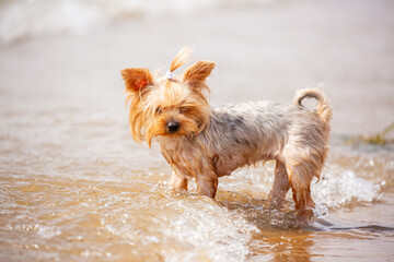 The dog walks along the sandy beach. The puppy enters the sea water for bathing. The pet plays with the owner on vacation.