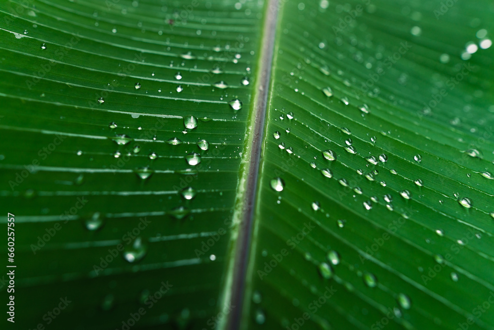 Poster leaves and water drops on a rainy day