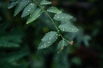 leaves and water drops on a rainy day