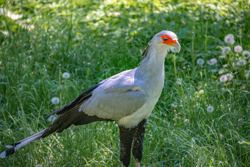 Portrait of a beautiful African secretary bird in the grass field