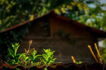 Cabaña en el Bosque
