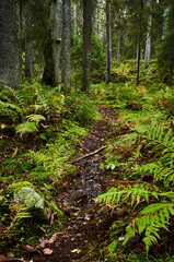 footpath in the woods