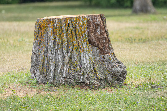 Tree stump in public park in Manitoba