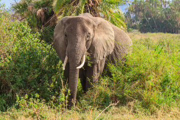 Fototapeta premium African elephant in savanna in Serengeti National park in Tanzania