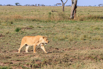 Fototapeta premium Lioness (Panthera leo) walking in savannah in Serengeti national park, Tanzania