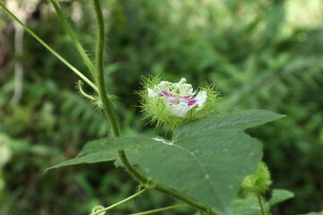 Side view of a Bush passion fruit flower blooming on a hanging vine