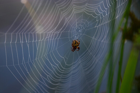 An Araneus spider