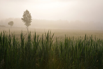 Fototapeta premium Sun rises