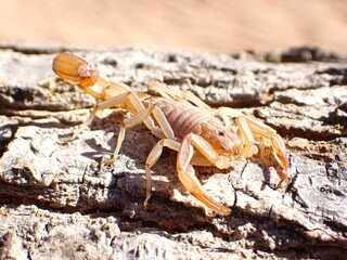 Scorpion on log.
