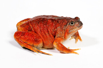 Malaysischer Ochsenfrosch // Burmese squat frog, blotched burrowing frog (Glyphoglossus guttulatus / Calluella guttulata)