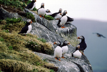 Fototapeta premium The puffin is a stocky diving sea bird about 12 inches in length with a wingspan of 22 inches. Black uppersides and white on its chest. It has bright orange webbed feet with bright red and yellow bill