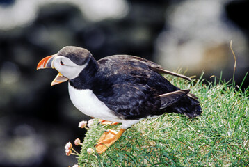 The puffin is a stocky diving sea bird about 12 inches in length with a wingspan of 22 inches. Black uppersides and white on its chest. It has bright orange webbed feet with bright red and yellow bill