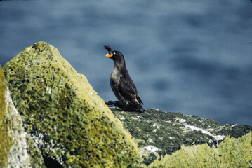 The puffin is a stocky diving sea bird about 12 inches in length with a wingspan of 22 inches. Black uppersides and white on its chest. It has bright orange webbed feet with bright red and yellow bill