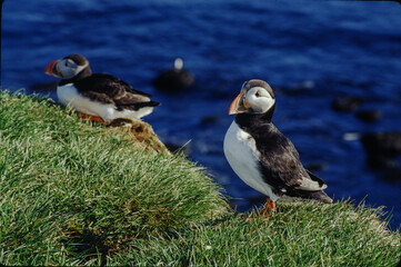 The puffin is a stocky diving sea bird about 12 inches in length with a wingspan of 22 inches. Black uppersides and white on its chest. It has bright orange webbed feet with bright red and yellow bill