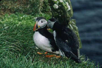 The puffin is a stocky diving sea bird about 12 inches in length with a wingspan of 22 inches. Black uppersides and white on its chest. It has bright orange webbed feet with bright red and yellow bill
