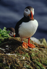 The puffin is a stocky diving sea bird about 12 inches in length with a wingspan of 22 inches. Black uppersides and white on its chest. It has bright orange webbed feet with bright red and yellow bill