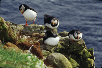 Fototapeta premium The puffin is a stocky diving sea bird about 12 inches in length with a wingspan of 22 inches. Black uppersides and white on its chest. It has bright orange webbed feet with bright red and yellow bill