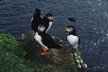 Fototapeta premium The puffin is a stocky diving sea bird about 12 inches in length with a wingspan of 22 inches. Black uppersides and white on its chest. It has bright orange webbed feet with bright red and yellow bill