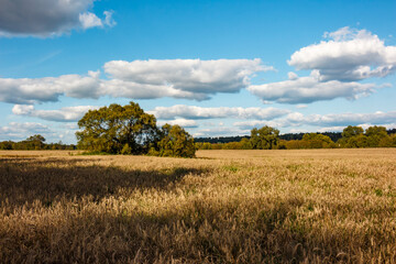 A spreading willow crown in the middle of a yellow cereal field. Farmer's fields with rye harvest before harvesting