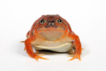 Burmese squat frog // Malaysischer Ochsenfrosch (Glyphoglossus guttulatus / Calluella guttulata)