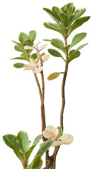 snow bush plant, brevnia nivosa, aka ivory curl, sweetpea bush or freckle face, white pink and...