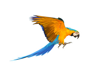 Colorful flying parrot isolated on transparent background png file