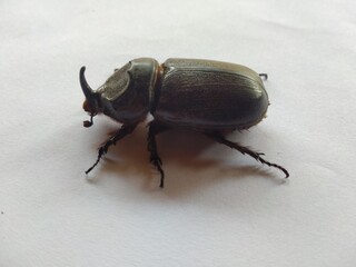 oryctes rhinoces on a white background