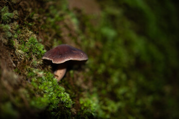 Close up of purple fungus on the tree trunk in a mountain in autumn.