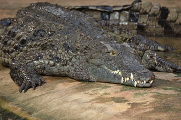 portrait d'un crocodile, en gros plan