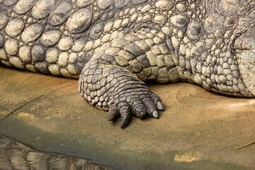 patte de crocodile en gros plan