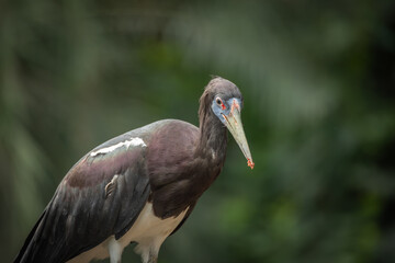 Cigogne d'Abdim en gros plan