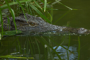 crocodile, en gros plan, dans l'eau