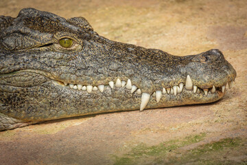 portrait d'un crocodile, en gros plan