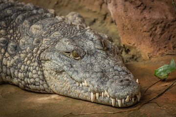 portrait d'un crocodile, en gros plan