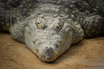 portrait d'un crocodile, en gros plan