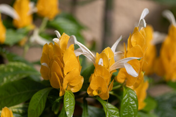 pachystachys jaune, un arbuste tropical, en gros plan