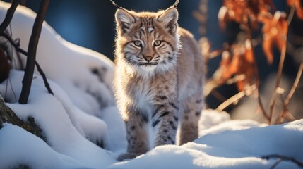 Naklejka na ściany i meble Winter lynx Young Eurasian lynx Lynx lynx walking in snowy beech forest