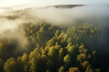 Aerial view of misty forest landscape. Generative AI