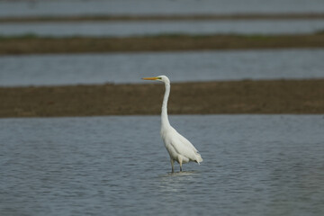 A rare Great White Egret, Ardea alba, feeding in a lake.