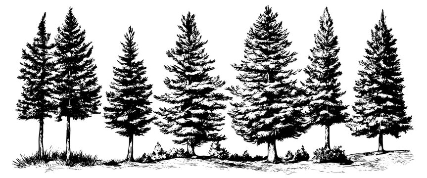 pine sketch. forest spruce and black spruce shapes, wildlife tree patterns. Vector illustration of forest trees on a white background. hand drawn, not AI