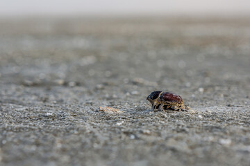A dead dung beetle lies on the surface of the salt marsh of the saline Bulukhta (Volgograd region,...